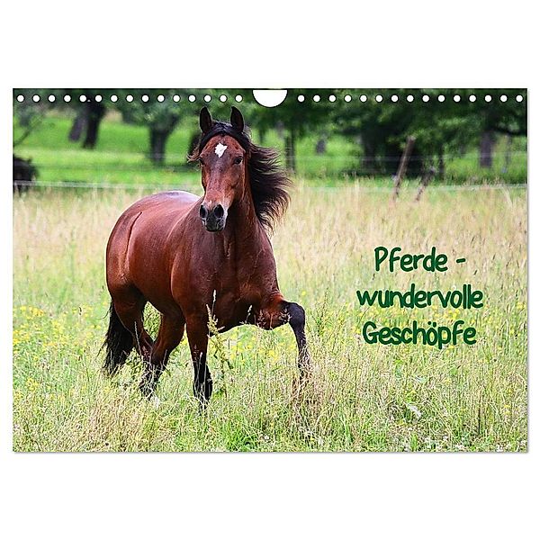 Pferde - wundervolle Geschöpfe (Wandkalender 2024 DIN A4 quer), CALVENDO Monatskalender, Anja Blum