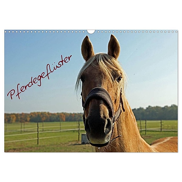 Pferdegeflüster (Wandkalender 2024 DIN A3 quer), CALVENDO Monatskalender, Andrea Damm