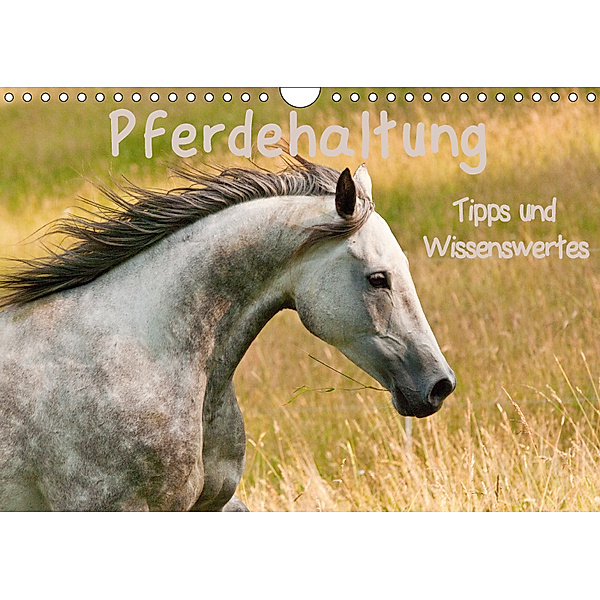 Pferdehaltung Tipps und Wissenswertes (Wandkalender 2019 DIN A4 quer), Meike Bölts