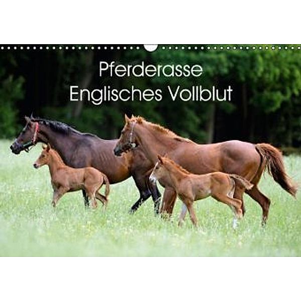 Pferderasse Englisches Vollblut (Wandkalender 2016 DIN A3 quer), Ronald Wittek