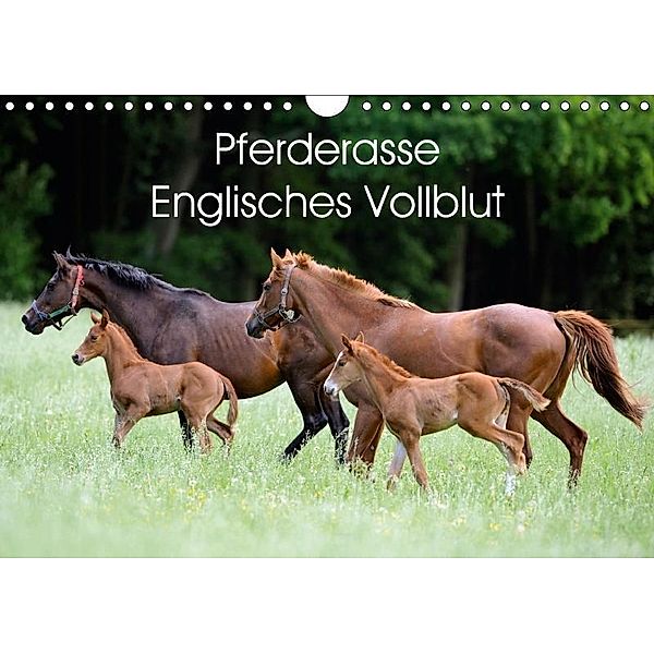 Pferderasse Englisches Vollblut (Wandkalender 2017 DIN A4 quer), Ronald Wittek
