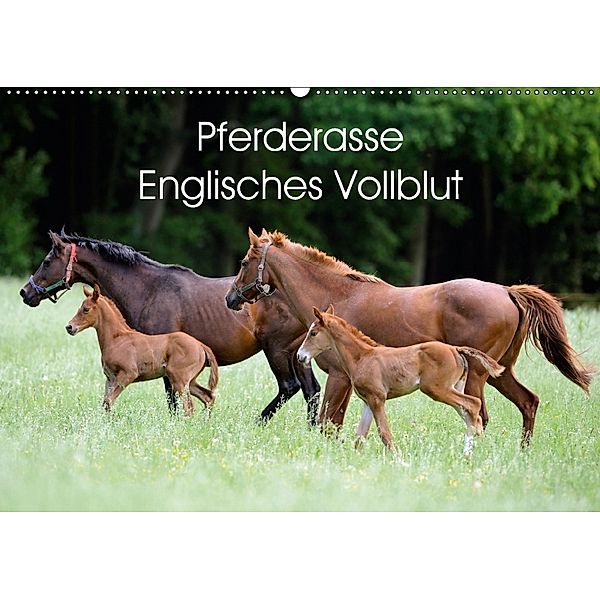 Pferderasse Englisches Vollblut (Wandkalender 2018 DIN A2 quer), Ronald Wittek