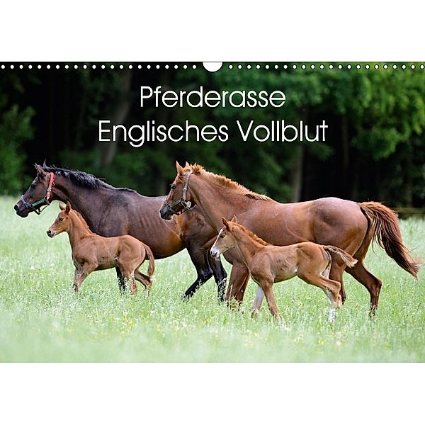 Pferderasse Englisches Vollblut (Wandkalender 2018 DIN A3 quer), Ronald Wittek
