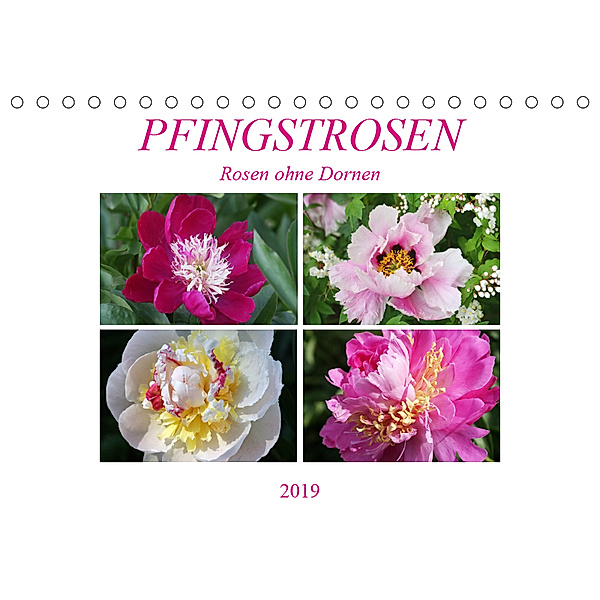 PFINGSTROSEN Rosen ohne Dornen (Tischkalender 2019 DIN A5 quer), Gisela Kruse
