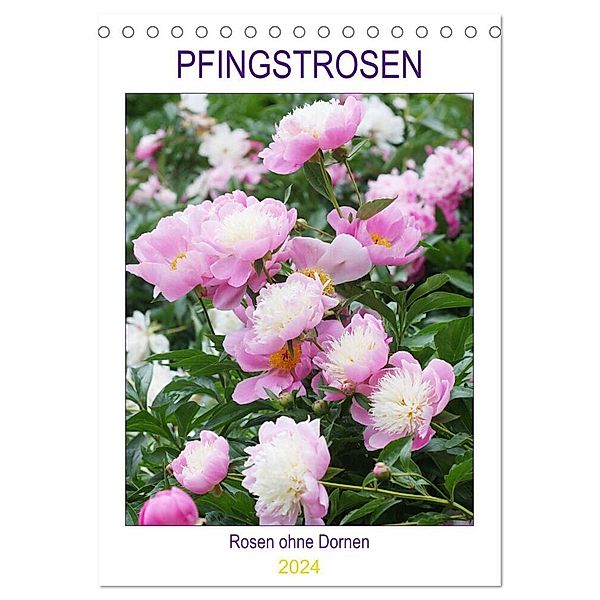 Pfingstrosen Rosen ohne Dornen (Tischkalender 2024 DIN A5 hoch), CALVENDO Monatskalender, Gisela Kruse