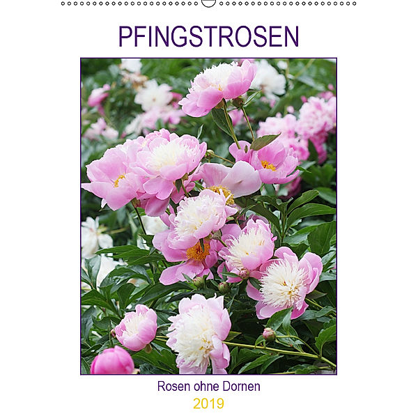 Pfingstrosen Rosen ohne Dornen (Wandkalender 2019 DIN A2 hoch), Gisela Kruse