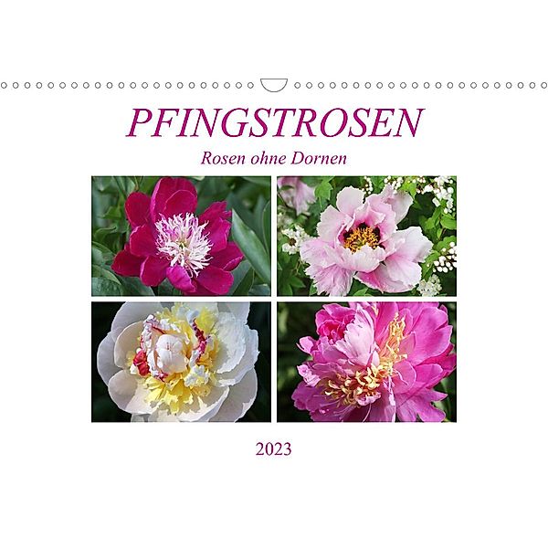 PFINGSTROSEN Rosen ohne Dornen (Wandkalender 2023 DIN A3 quer), Gisela Kruse