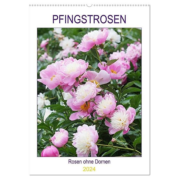 Pfingstrosen Rosen ohne Dornen (Wandkalender 2024 DIN A2 hoch), CALVENDO Monatskalender, Gisela Kruse