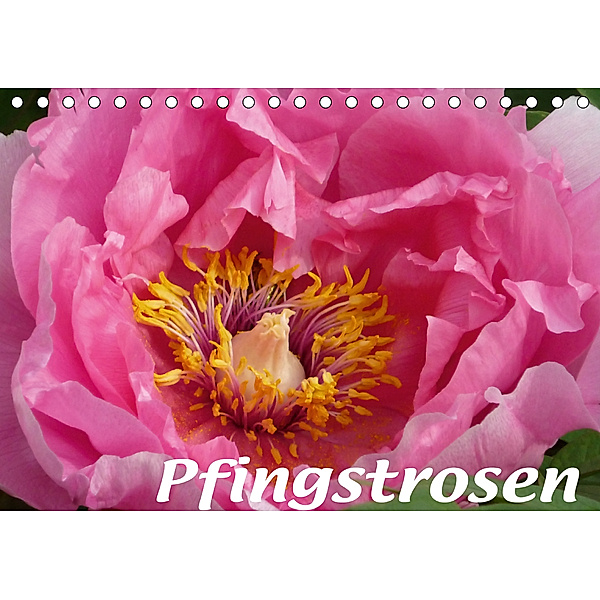 Pfingstrosen (Tischkalender 2020 DIN A5 quer), Brigitte Niemela