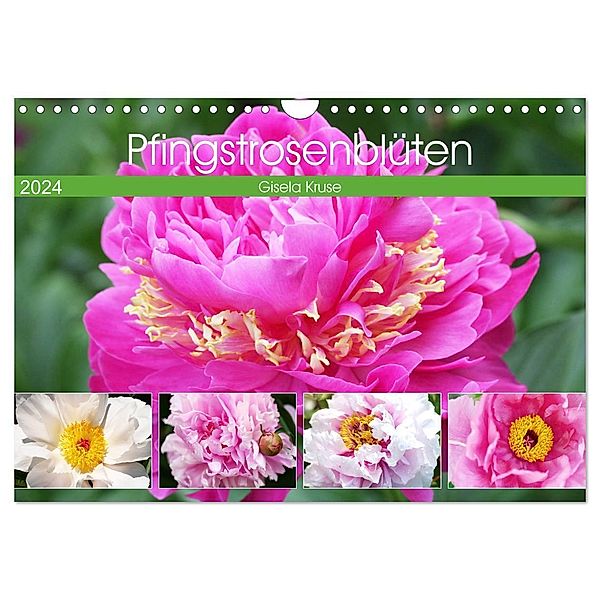 Pfingstrosenblüten (Wandkalender 2024 DIN A4 quer), CALVENDO Monatskalender, Gisela Kruse