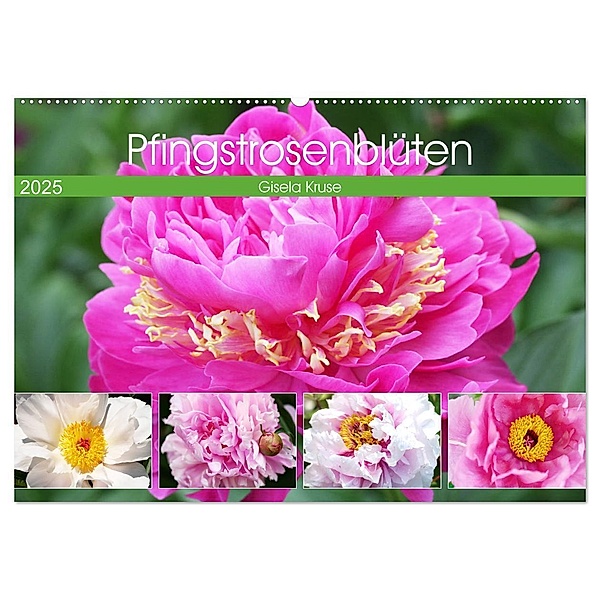 Pfingstrosenblüten (Wandkalender 2025 DIN A2 quer), CALVENDO Monatskalender, Calvendo, Gisela Kruse