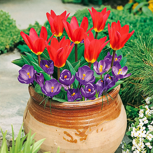 Pflanz-Tray Tulpen und Krokusse