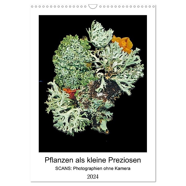 Pflanzen als kleine Preziosen (Wandkalender 2024 DIN A3 hoch), CALVENDO Monatskalender, Tamara Wahby