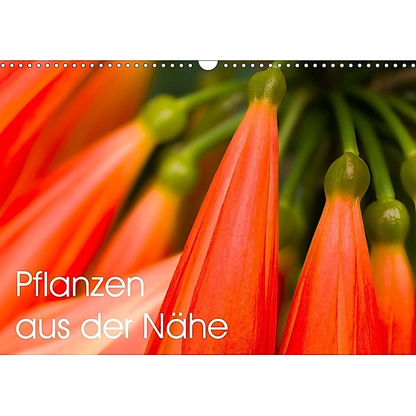 Pflanzen aus der Nähe (Wandkalender 2020 DIN A3 quer), Gerhard Großberger