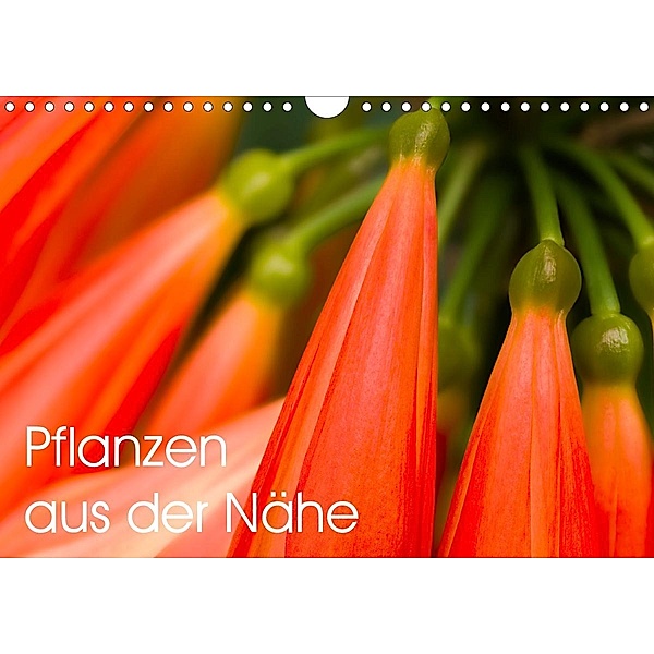 Pflanzen aus der Nähe (Wandkalender 2020 DIN A4 quer), Gerhard Großberger