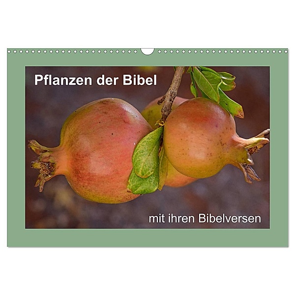 Pflanzen der Bibel (Wandkalender 2024 DIN A3 quer), CALVENDO Monatskalender, Hans-Georg Vorndran
