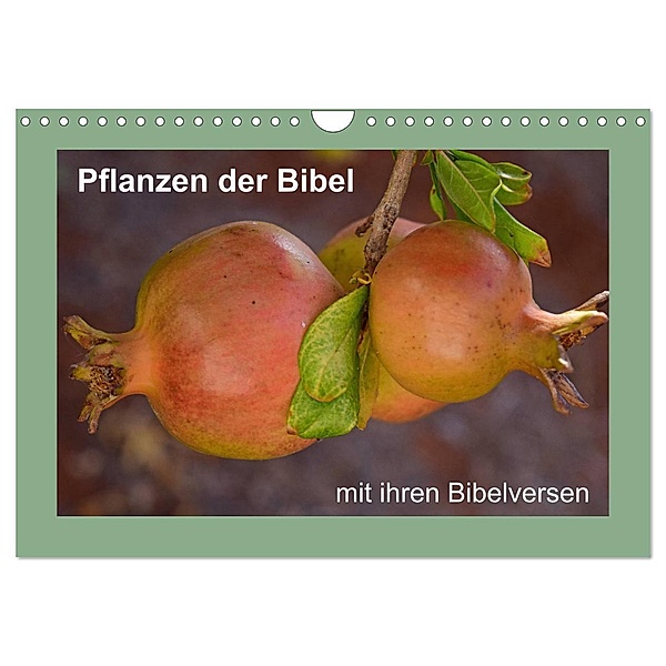 Pflanzen der Bibel (Wandkalender 2024 DIN A4 quer), CALVENDO Monatskalender, Hans-Georg Vorndran
