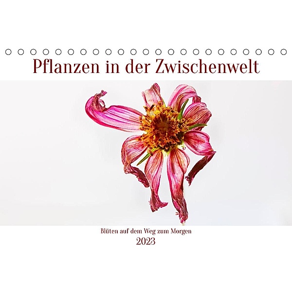 Pflanzen in der Zwischenwelt (Tischkalender 2023 DIN A5 quer), Clemens Stenner