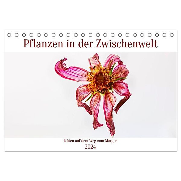 Pflanzen in der Zwischenwelt (Tischkalender 2024 DIN A5 quer), CALVENDO Monatskalender, Clemens Stenner