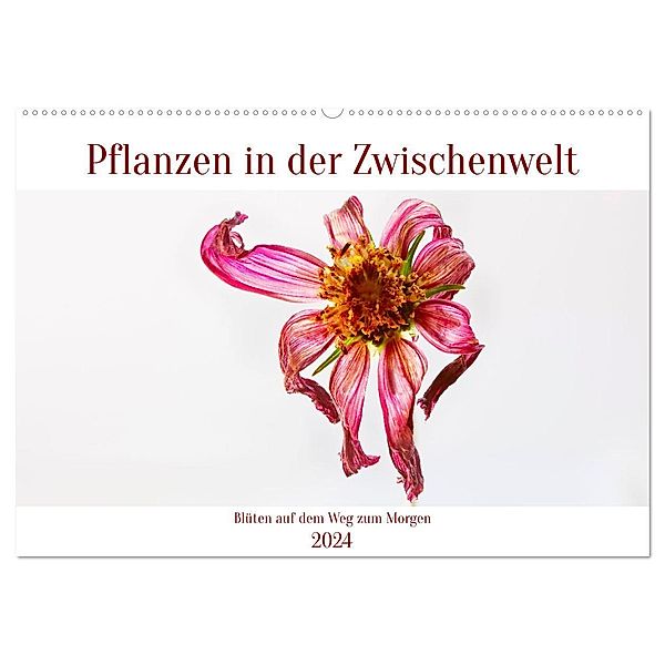 Pflanzen in der Zwischenwelt (Wandkalender 2024 DIN A2 quer), CALVENDO Monatskalender, Clemens Stenner
