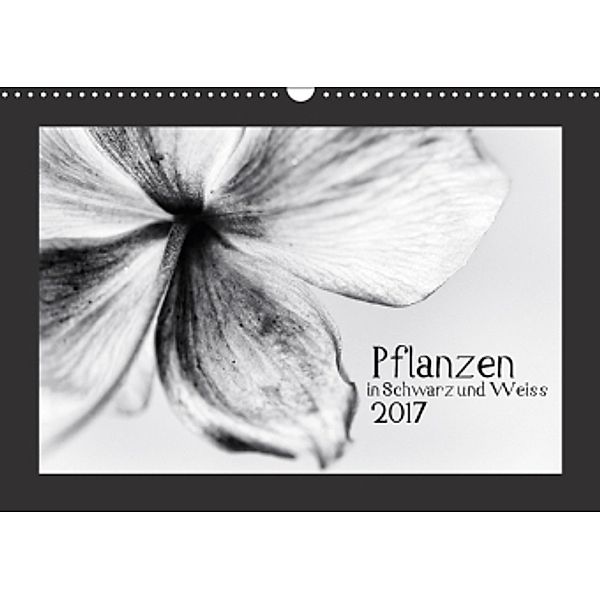 Pflanzen in Schwarz und Weiss / CH-Version (Wandkalender 2017 DIN A3 quer), Kirsten Karius