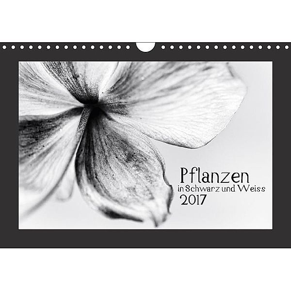 Pflanzen in Schwarz und Weiss / CH-Version (Wandkalender 2017 DIN A4 quer), Kirsten Karius