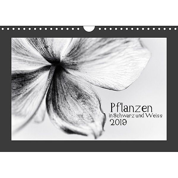 Pflanzen in Schwarz und Weiss / CH-Version (Wandkalender 2019 DIN A4 quer), Kirsten Karius