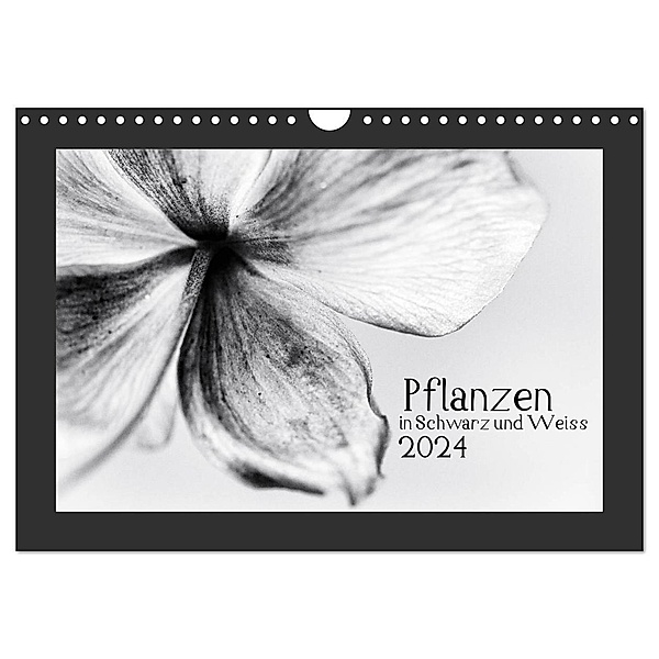 Pflanzen in Schwarz und Weiss / CH-Version (Wandkalender 2024 DIN A4 quer), CALVENDO Monatskalender, Kirsten Karius