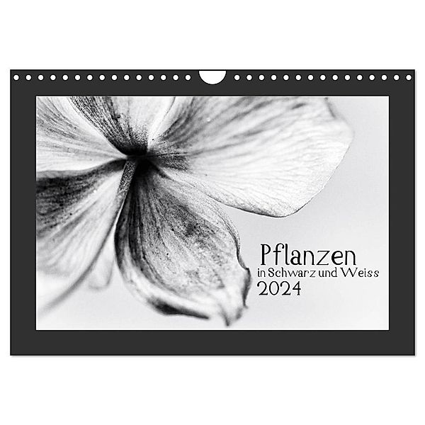 Pflanzen in Schwarz und Weiss / CH-Version (Wandkalender 2024 DIN A4 quer), CALVENDO Monatskalender, Kirsten Karius