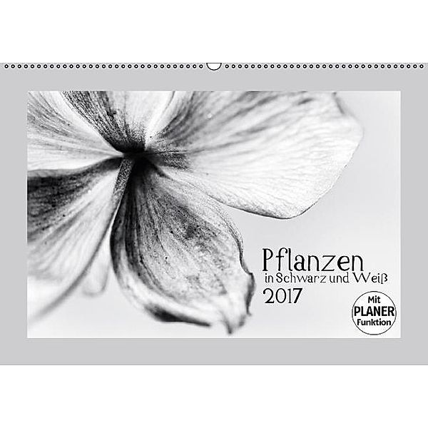 Pflanzen in Schwarz und Weiß (Wandkalender 2017 DIN A2 quer), Kirsten Karius, Holger Karius