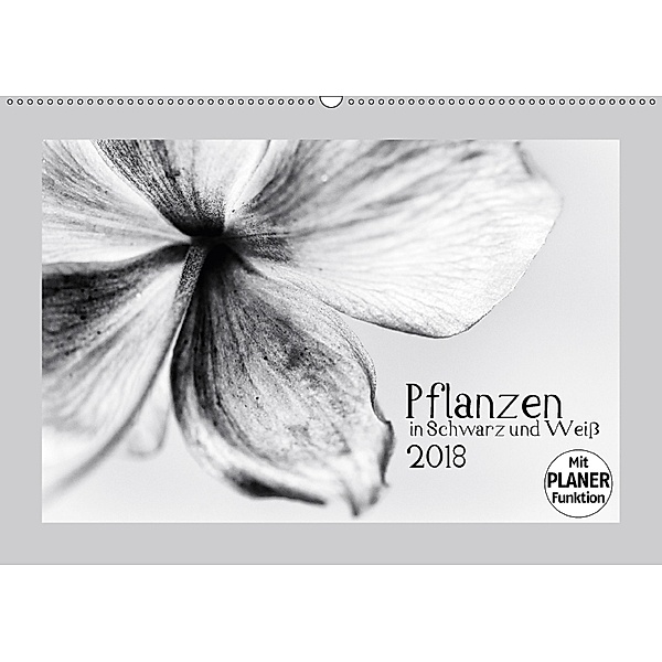 Pflanzen in Schwarz und Weiß (Wandkalender 2018 DIN A2 quer), Kirsten Karius