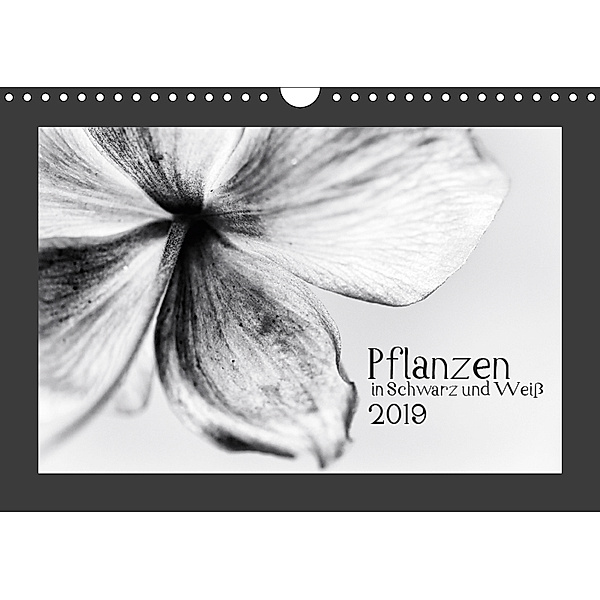Pflanzen in Schwarz und Weiß (Wandkalender 2019 DIN A4 quer), Kirsten Karius