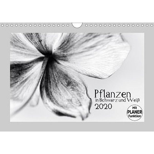 Pflanzen in Schwarz und Weiß (Wandkalender 2020 DIN A4 quer), Kirsten Karius