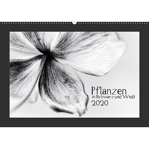 Pflanzen in Schwarz und Weiß (Wandkalender 2020 DIN A2 quer), Kirsten Karius