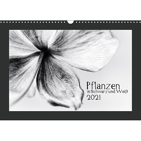 Pflanzen in Schwarz und Weiß (Wandkalender 2021 DIN A3 quer), Kirsten Karius