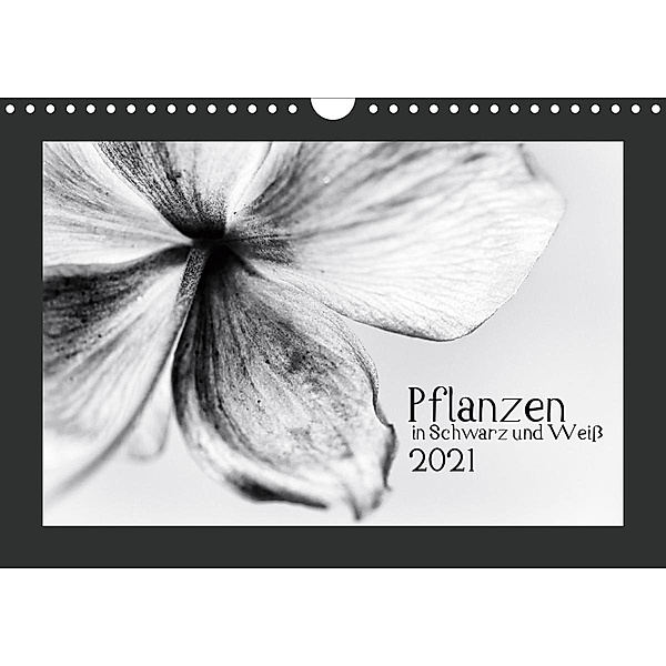 Pflanzen in Schwarz und Weiß (Wandkalender 2021 DIN A4 quer), Kirsten Karius