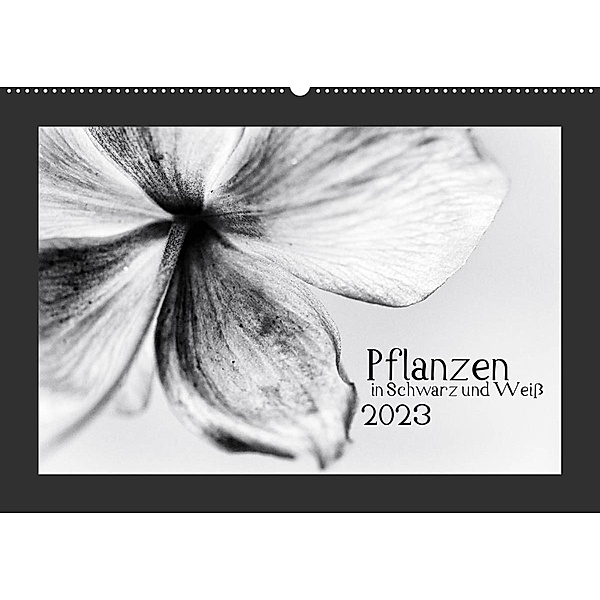 Pflanzen in Schwarz und Weiß (Wandkalender 2023 DIN A2 quer), Kirsten Karius