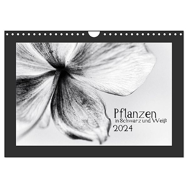 Pflanzen in Schwarz und Weiß (Wandkalender 2024 DIN A4 quer), CALVENDO Monatskalender, Kirsten Karius