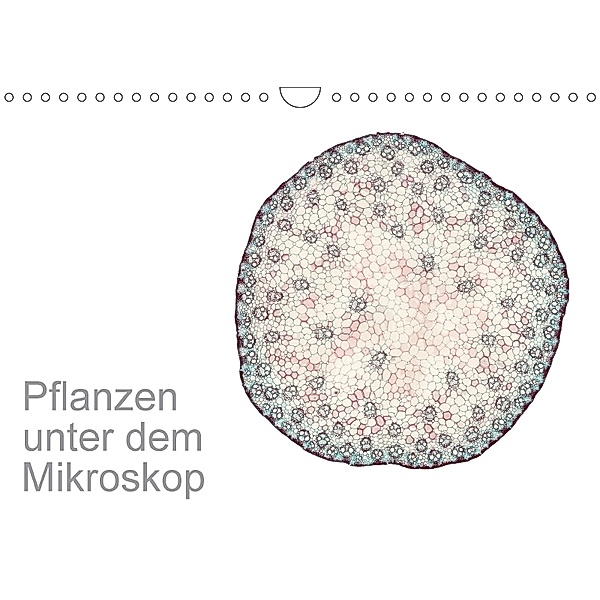 Pflanzen unter dem Mikroskop (Wandkalender 2018 DIN A4 quer), Martin Schreiter