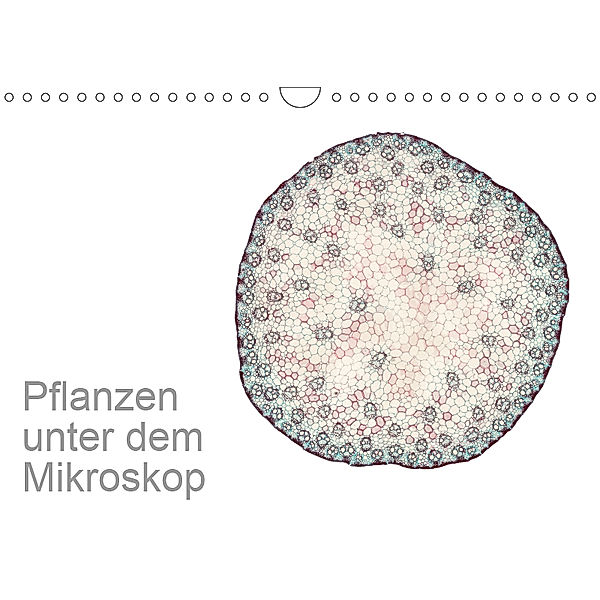Pflanzen unter dem Mikroskop (Wandkalender 2019 DIN A4 quer), Martin Schreiter