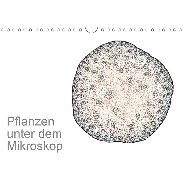 Pflanzen unter dem Mikroskop (Wandkalender 2020 DIN A4 quer), Martin Schreiter