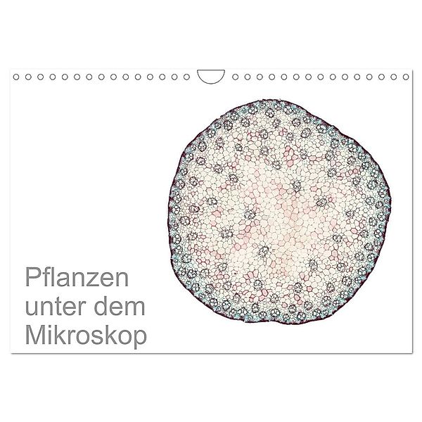 Pflanzen unter dem Mikroskop (Wandkalender 2024 DIN A4 quer), CALVENDO Monatskalender, Martin Schreiter