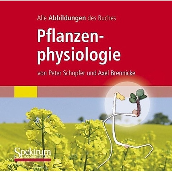 Pflanzenphysiologie, 1 CD-ROM, Peter Schopfer, Axel Brennicke