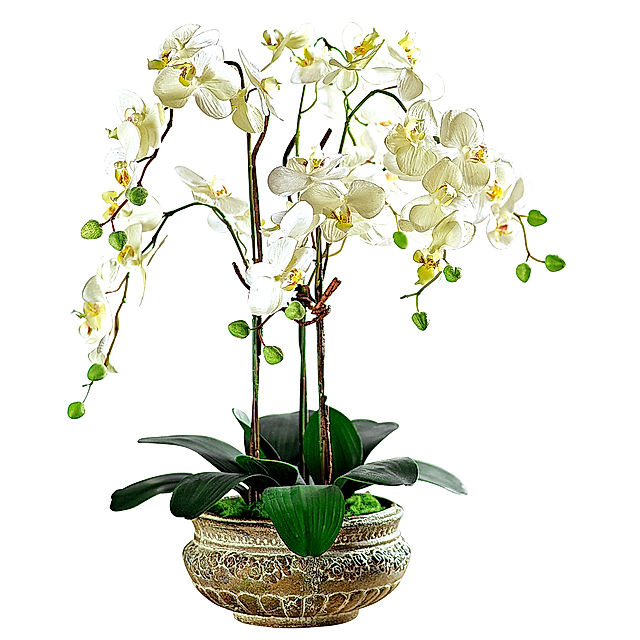 Pflanzkübel Orchidee jetzt bei Weltbild.ch bestellen