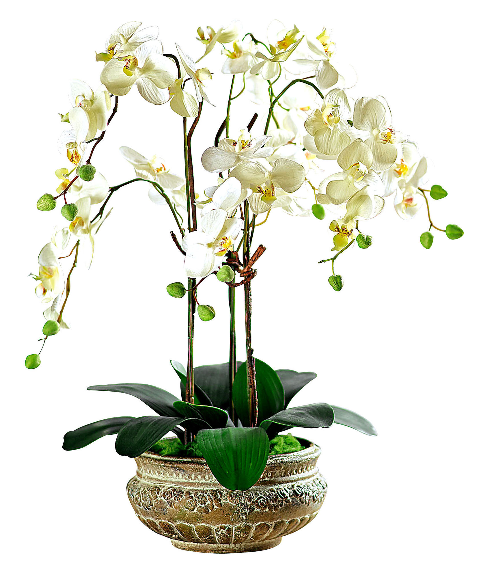 Pflanzkübel Orchidee jetzt bei Weltbild.at bestellen