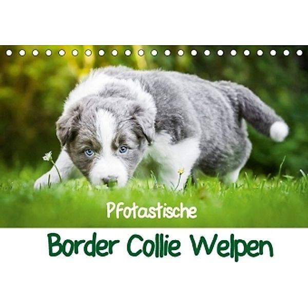 Pfotastische Border Collie Welpen (Tischkalender 2017 DIN A5 quer), Andrea Mayer