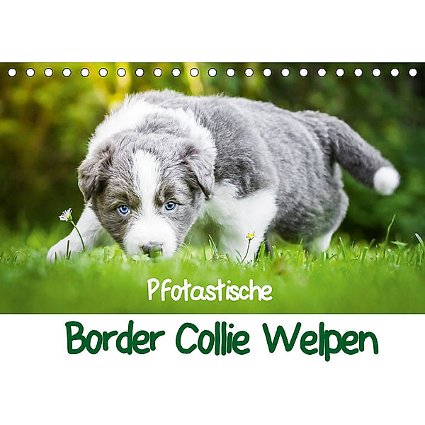 Pfotastische Border Collie Welpen (Tischkalender 2019 DIN A5 quer), Andrea Mayer