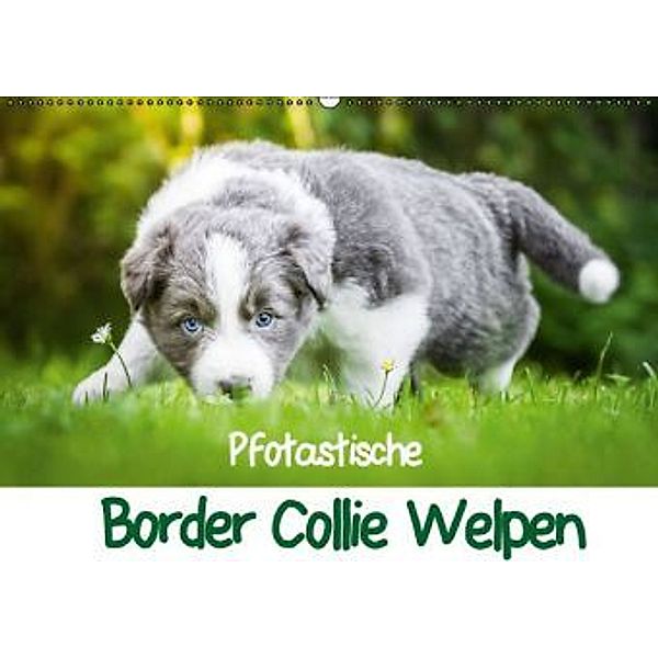 Pfotastische Border Collie Welpen (Wandkalender 2016 DIN A2 quer), Andrea Mayer
