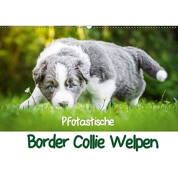 Pfotastische Border Collie Welpen (Wandkalender 2018 DIN A2 quer), Andrea Mayer