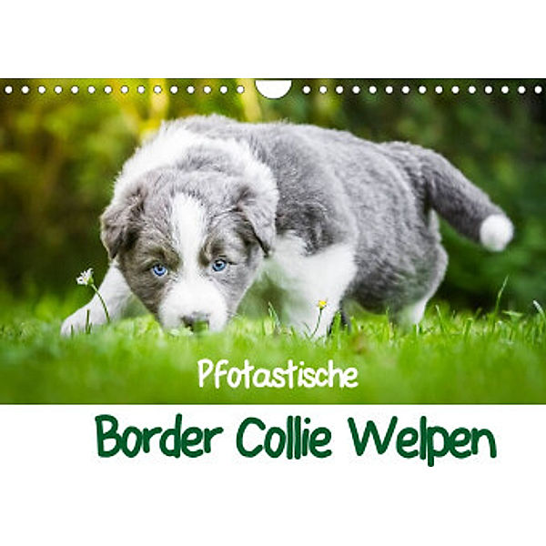 Pfotastische Border Collie Welpen (Wandkalender 2022 DIN A4 quer), Andrea Mayer